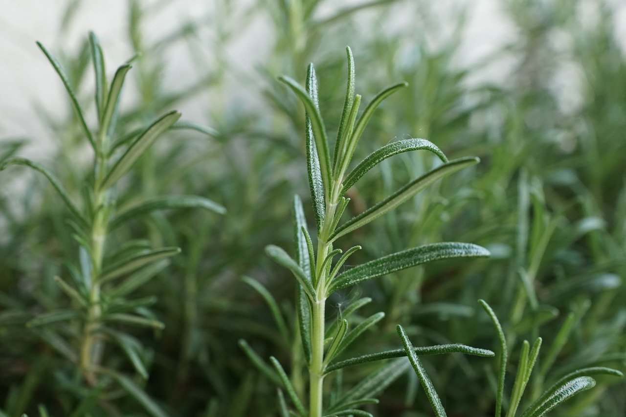 rosemary, herb, kitchen-4256927.jpg